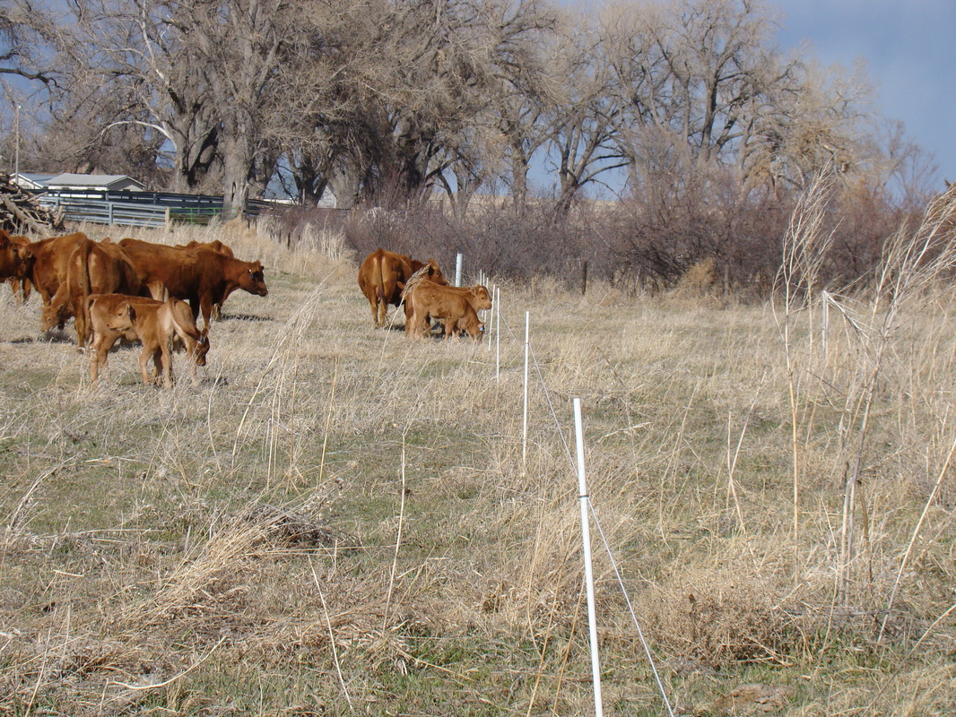 Portable Electric Fence with Cows