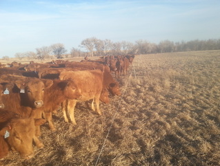 Mob Grazing cattle on a pivot